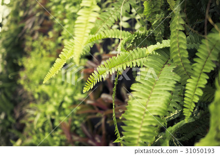 Close up ferns with pillar wall plants decoration Close up ferns with pillar wall plants decoration 31050193