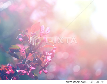Photographic flowering branch 31050195