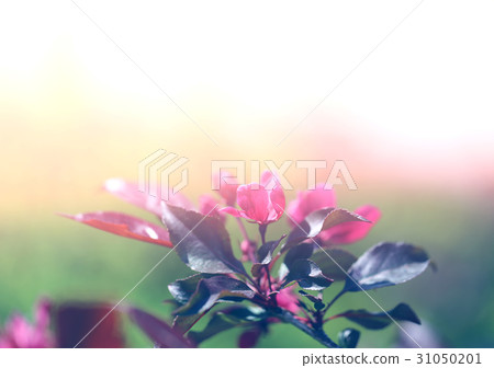 Photographic flowering branch Photographic flowering branch 31050201