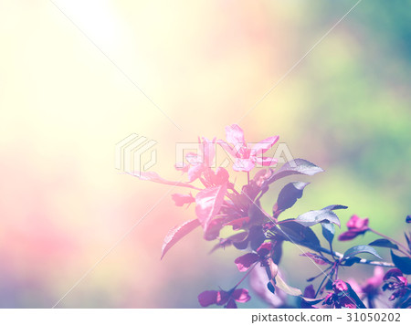 Photographic flowering branch Photographic flowering branch 31050202