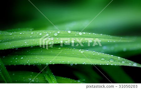 Photo of a background of green leaves Photo of a background of green leaves 31050203