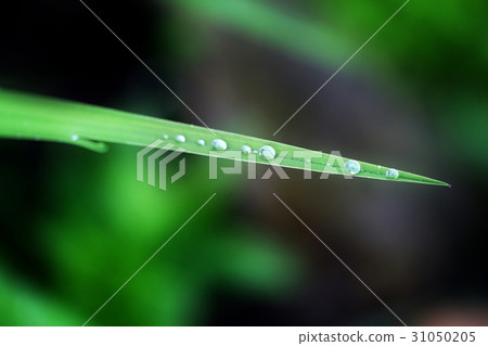 Photo of a background of green leaves 31050205