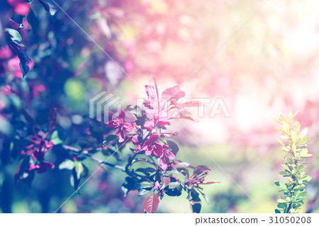 Photographic flowering branch Photographic flowering branch 31050208