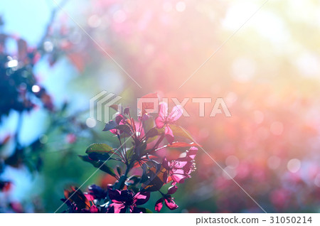 Photographic flowering branch Photographic flowering branch 31050214