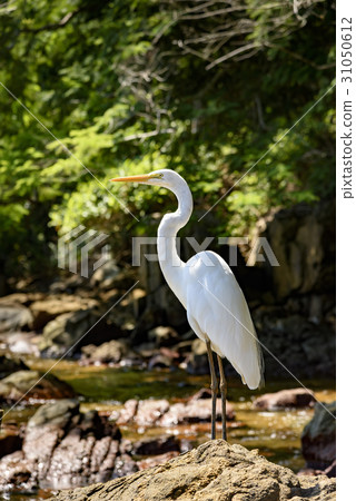 White heron 31050612