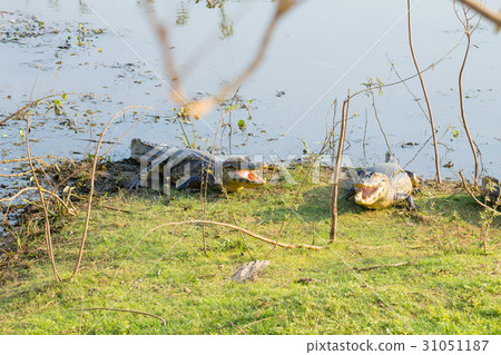 caiman which heats up in the morning sun. 31051187