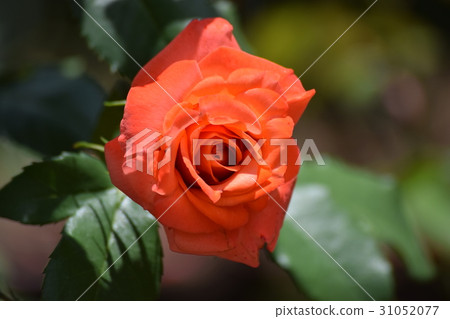 Rose   31052077