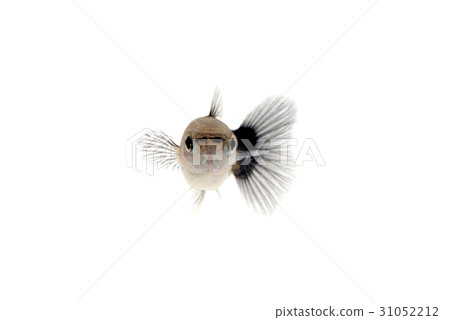 Guppy Mess Guppy Mess 31052212