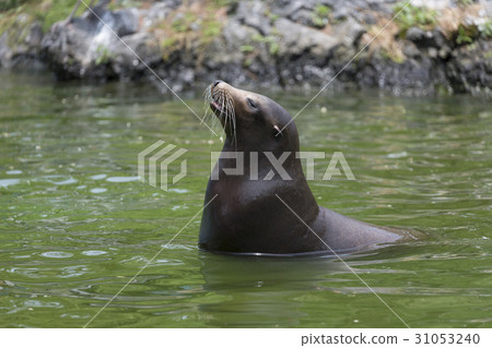California sea lions looking out of the pond California sea lions looking out of the pond 31053240