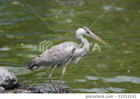 Ao-sama that aims at fish Ao-sama that aims at fish 31053241