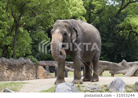 Asian elephant 31053244