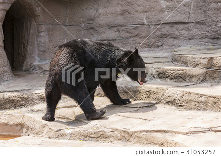 日本黑熊熊 31053252