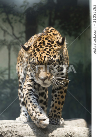 Jaguar walking 31053262
