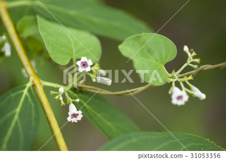 屁皮草 屁皮草 31053356