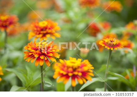 竹草 竹草 31053357