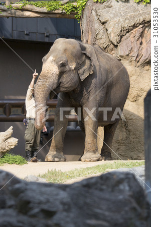 Asian elephant and keeper 31053530