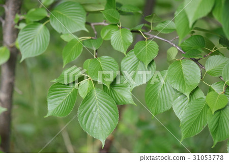吉野櫻花樹的葉子 31053778