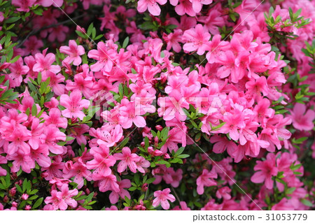 Azalea Azalea 31053779