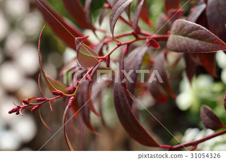 Flower buds of American Iwananten 31054326