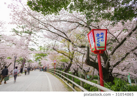 Okazaki Park Sakura Festival at night cherry blossoms 31054865