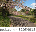 雙櫻花 31054918