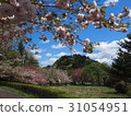 雙櫻花 31054951