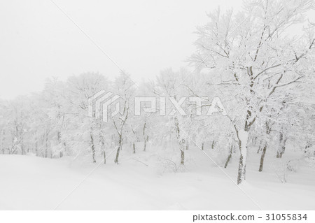 Tree covered with snow on winter storm day in forest mountains . Tree covered with snow on winter storm day in forest mountains . 31055834