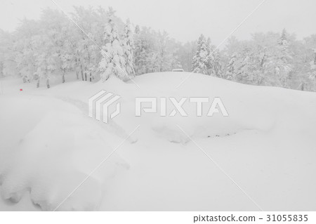 Tree covered with snow on winter storm day in forest mountains . 31055835
