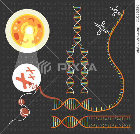 Genetics DNA structure 31056386