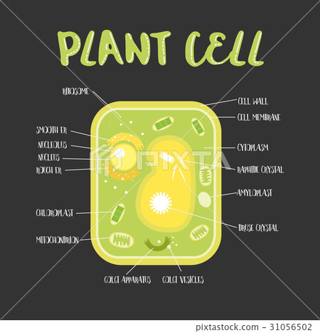 Inside theplant cell 31056502