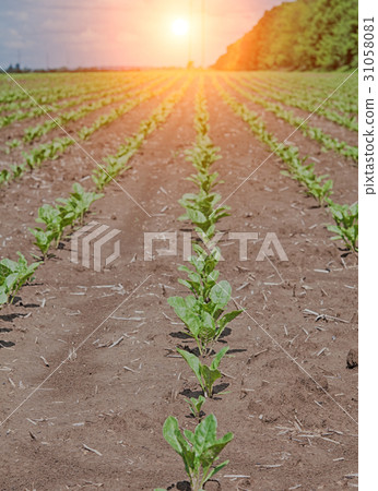 sugar beet plants 31058081