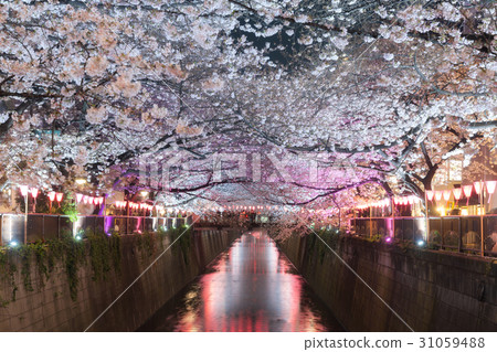 Cherry blossom lined Meguro Canal in Tokyo, Japan. 31059488