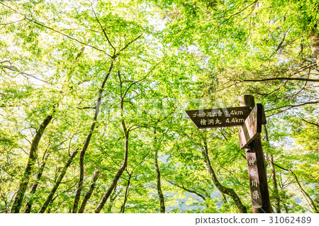 Mountain trail with fresh greenery Mountain trail with fresh greenery 31062489