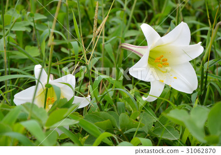 Wild lily Wild lily 31062870