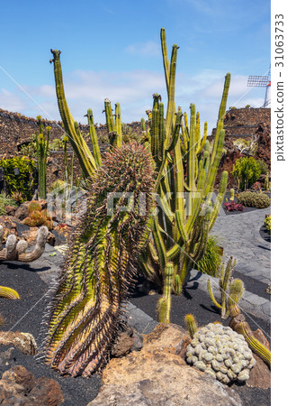 jardin de cactus in Guatiz in Lanzarote, Canary 31063733