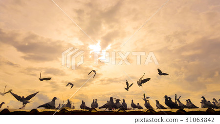 flock of pegeon on th roof with sun set flock of pegeon on th roof with sun set 31063842