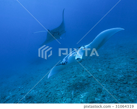 Manta Manta 31064319