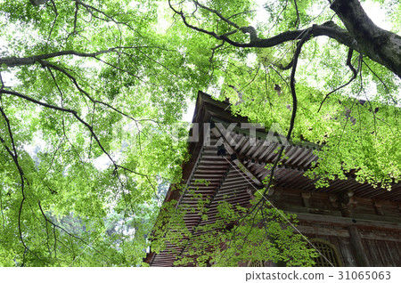 Momiji of Hiezan Enryakuji Momiji of Hiezan Enryakuji 31065063