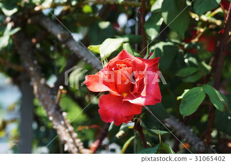 Verny-Park in Vernay Park Verny-Park in Vernay Park 31065402