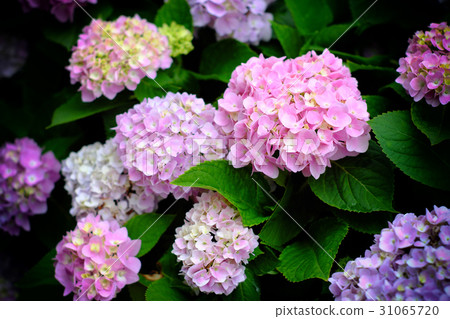 Hydrangea Hydrangea 31065720