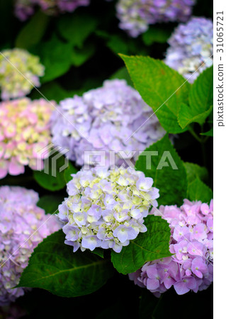 Hydrangea 31065721