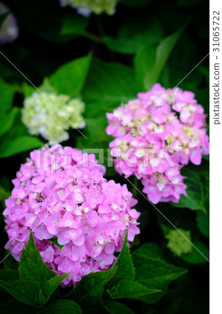 Hydrangea 31065722