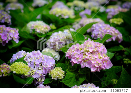 Hydrangea 31065727
