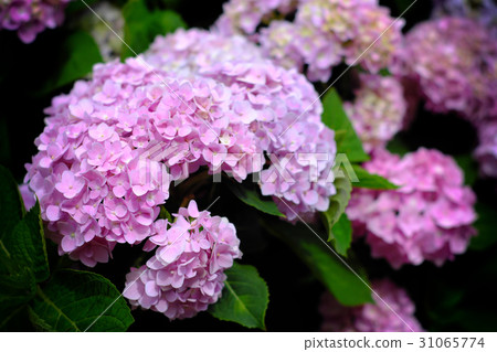Hydrangea Hydrangea 31065774
