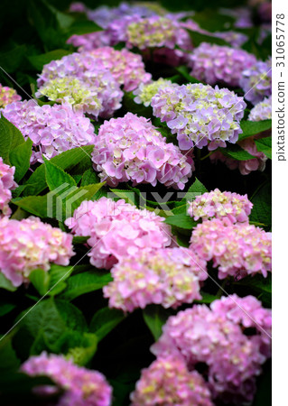 Hydrangea 31065778