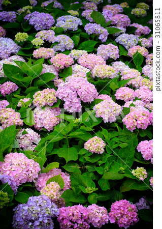 Hydrangea Hydrangea 31065811