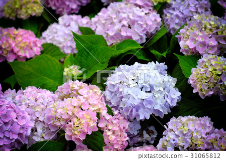 Hydrangea Hydrangea 31065812