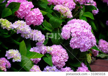 繡球花 31065816