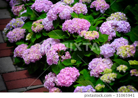 Hydrangea Hydrangea 31065941