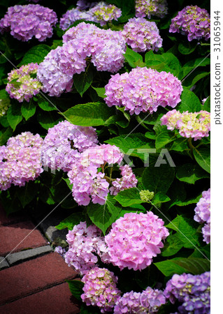 Hydrangea Hydrangea 31065944